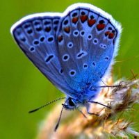 Today I Saw a Butterfly