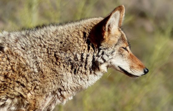 Coyote Medicine