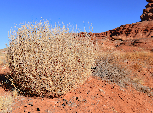 What plant makes a tumbleweed?