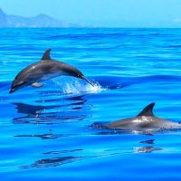 Dolphin Medicine