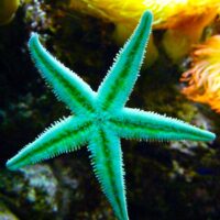 Starfish Medicine