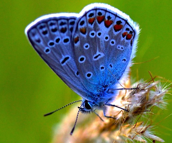 Path of the Butterfly