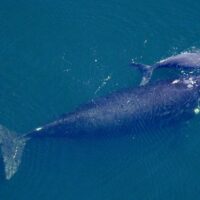 What Do Whales Want? (videos)