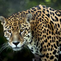Jaguar Medicine (video)