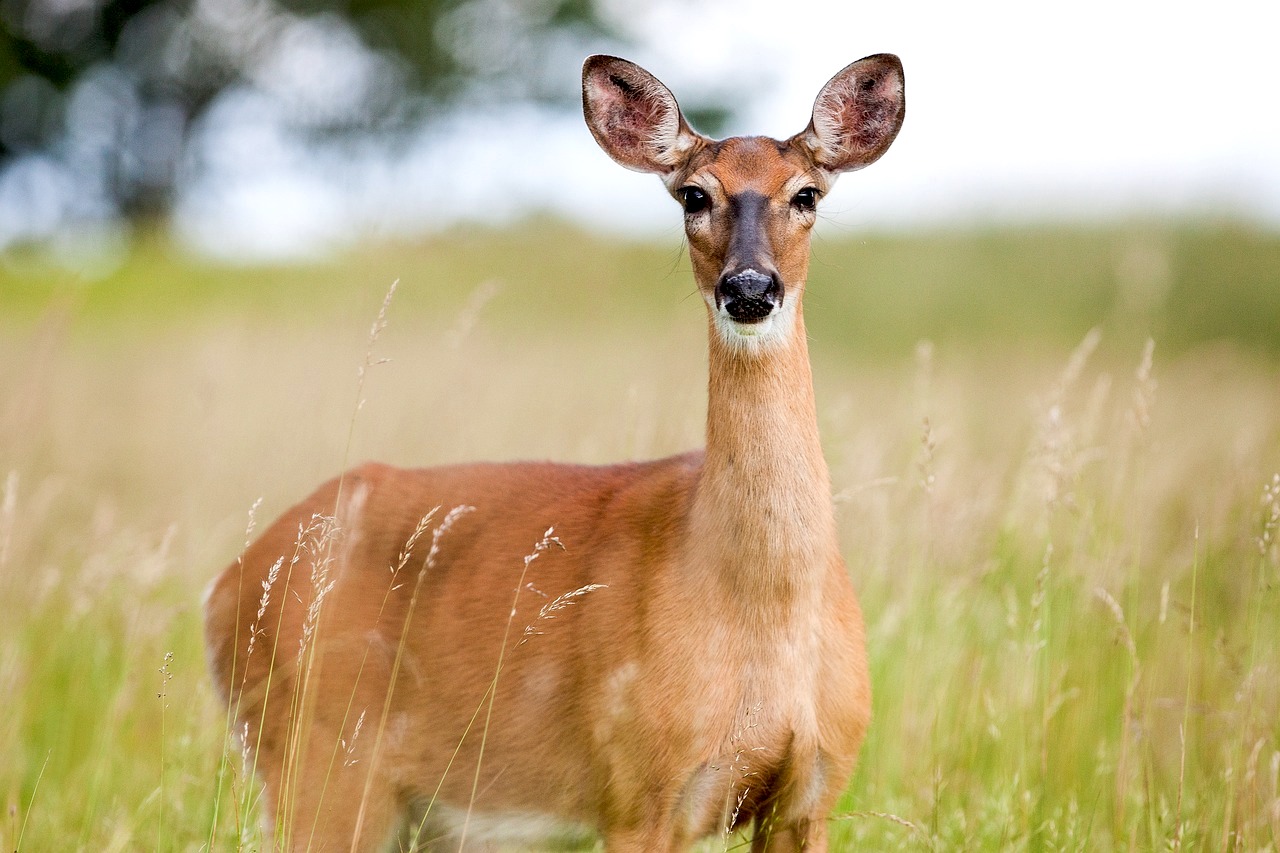 Deer Medicine  Dr. JoAnne Dodgson