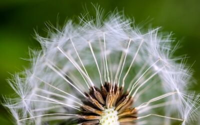 Dandelion • Grief is Healing Medicine