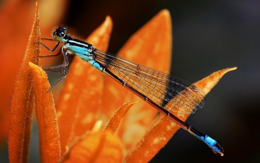 Fly, Little Dragonfly